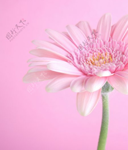 粉红菊花背景