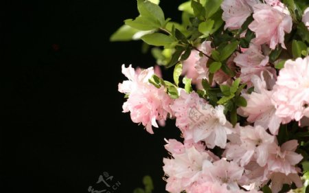 位图写实花卉植物花朵樱花免费素材