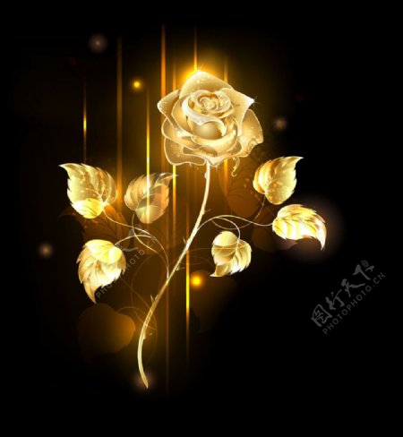 金灿灿的玫瑰