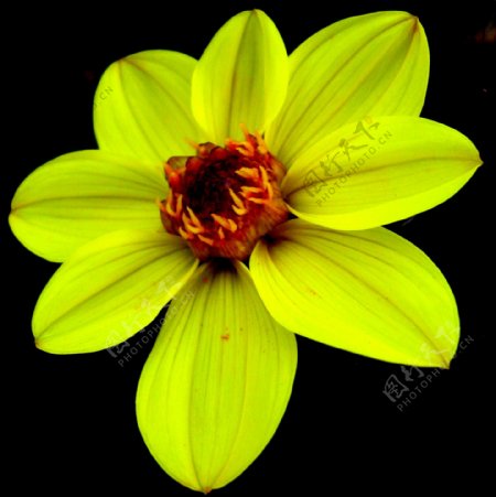 位图植物摄影写实花卉花朵水仙免费素材