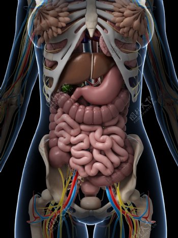 女性内脏器官模型图片