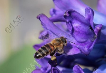 紫色花瓣上的蜜蜂