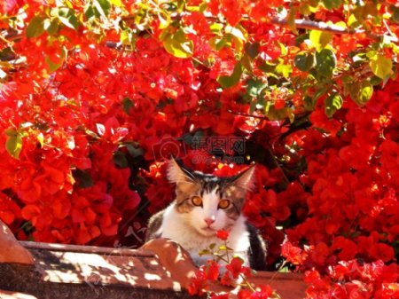 花丛里的猫咪