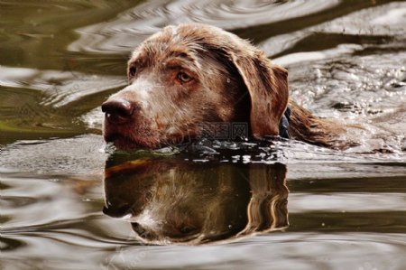 水里面的狗狗