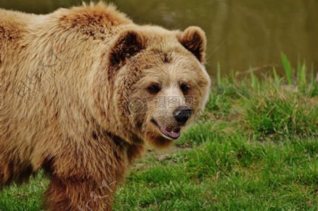 肥肥的棕色熊