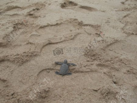 走在沙滩上的乌龟