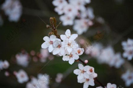 盛开的白色樱花