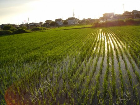 水稻幼苗图片