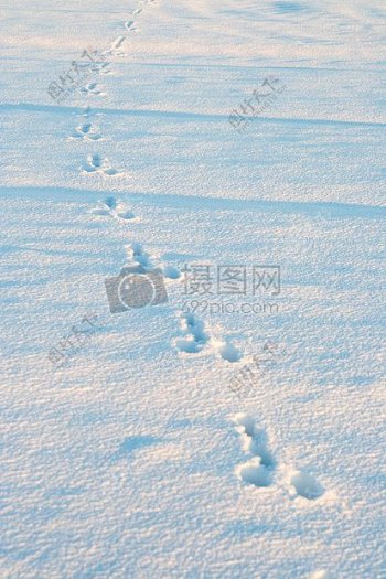 雪地里的动物足迹