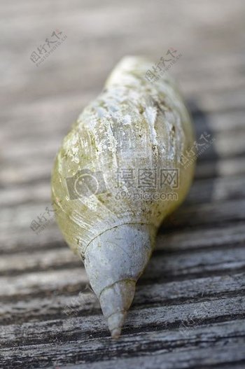 一个蜗牛壳的特写