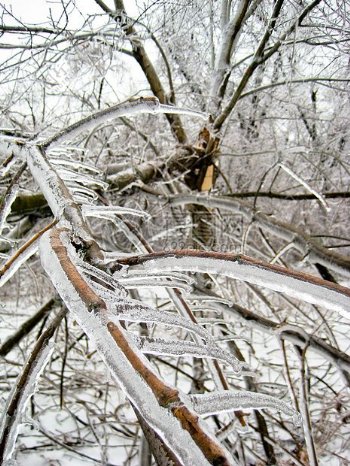 冬天树上的冰晶