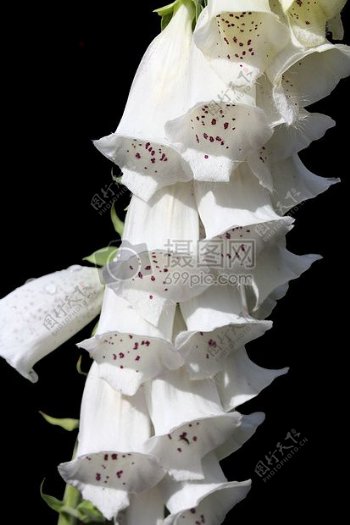 美丽的白色花朵