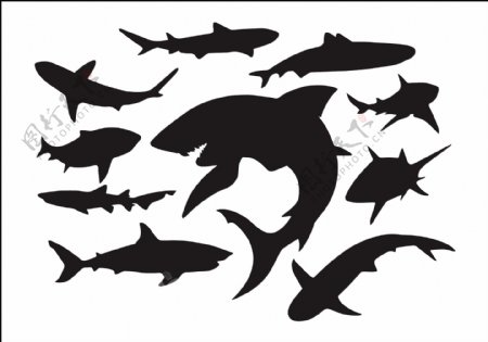 鲨鱼设计图