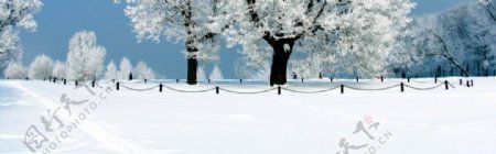 冬天的雪树全屏背景素材112