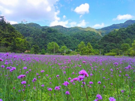 李公坝花海图片