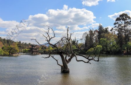 湖中的枯树图片