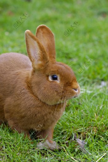 可爱兔子
