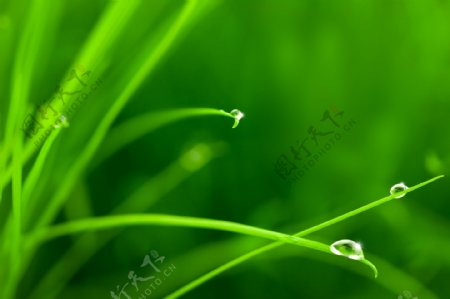 绿色植物摄影