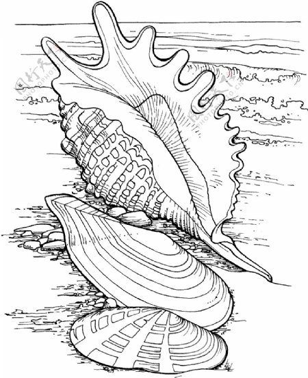 海贝海螺002
