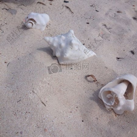 海滩上的海螺