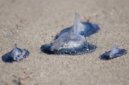 沙滩上的水母