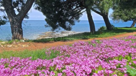 亚得里亚海畔的花卉