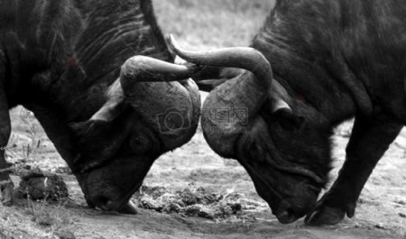 非洲水牛在阿多公园南非5