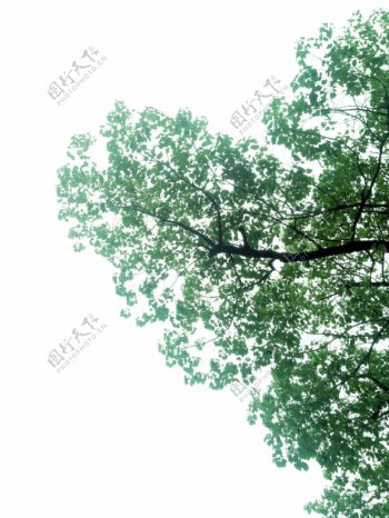 树绿色树枝