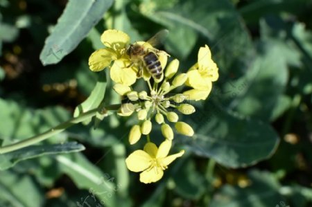 油菜花上的蜜蜂