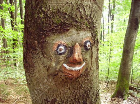 雕刻在树上的脸