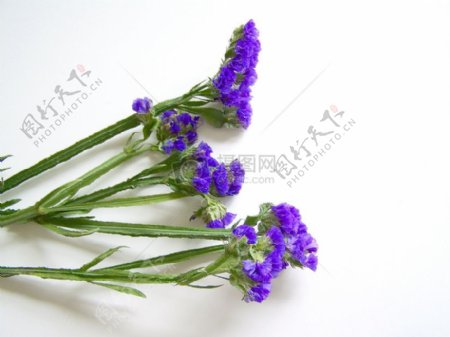 桌子上的紫色花朵