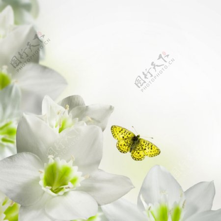 唯美白色花朵简约素雅背景图