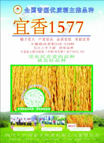 全国香型优质稻CDR高清下载