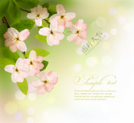 清新春季花卉背景图片