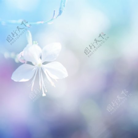 花卉背景图图片