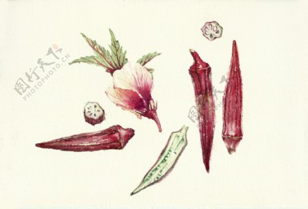 红秋葵水彩画