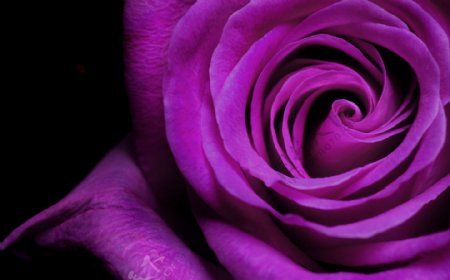 3D高清简约紫色玫瑰背景墙