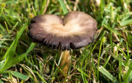 草地黑蘑菇