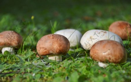 森林地面蘑菇