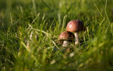 草丛里的蘑菇