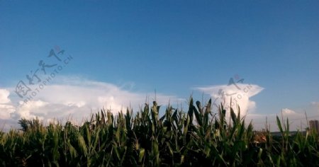 玉米地边的云朵