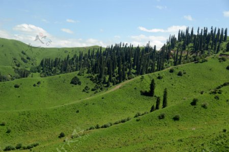 新疆那拉提草原摄影