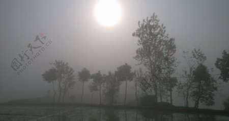 田间浓雾