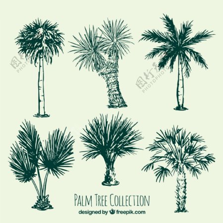 棕榈树的几张草图