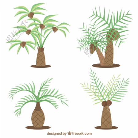棕榈树类型集