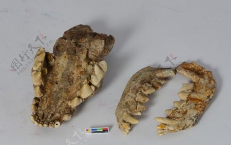 古生物下颌骨化石标本