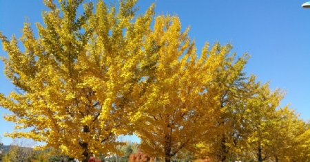 秋天蓝天银杏树
