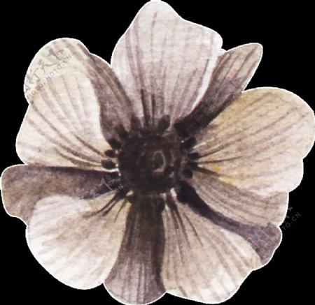 褐色花朵透明装饰图案