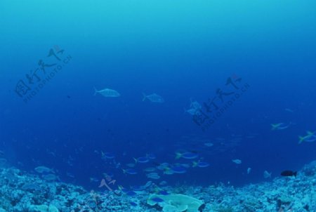 海洋生物海底鱼类海水