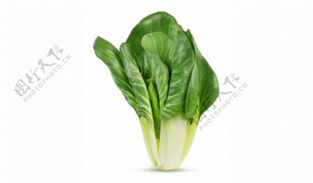 蔬菜青菜小白菜植物叶子食物